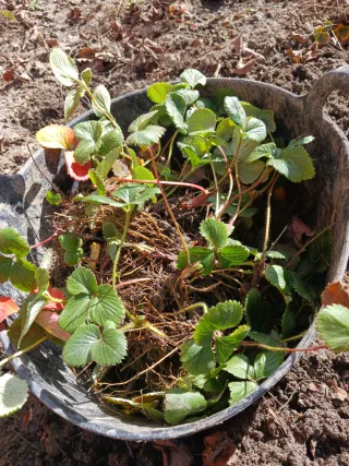 30  Plantones de fresa a raíz desnuda