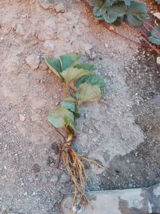 30  Plantones de fresa a raíz desnuda