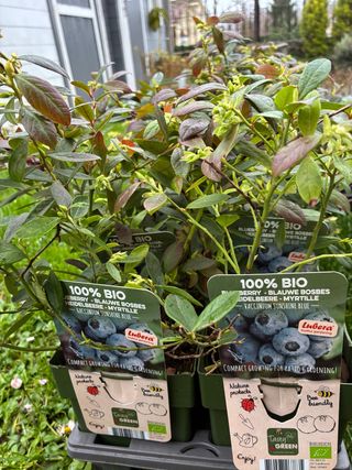 Arándano Sunshine Blue ECO