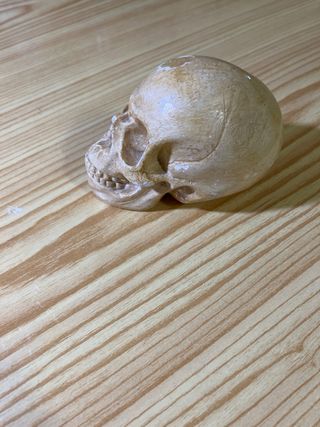 Calavera de escayola decorativa