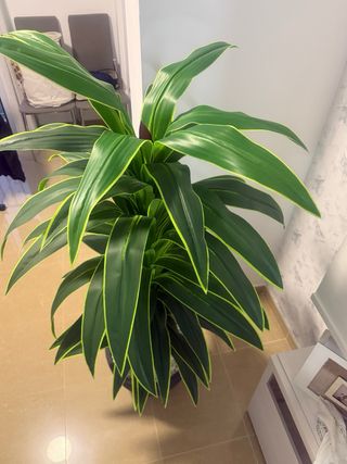 Planta Artificial Decorativa