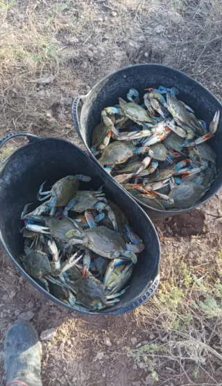 Cangrejo azul vivo por encargo