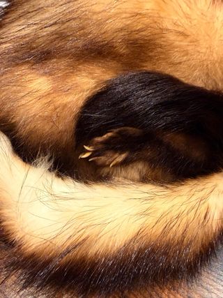 Gorro Ruso Auténtico Pelo Natural