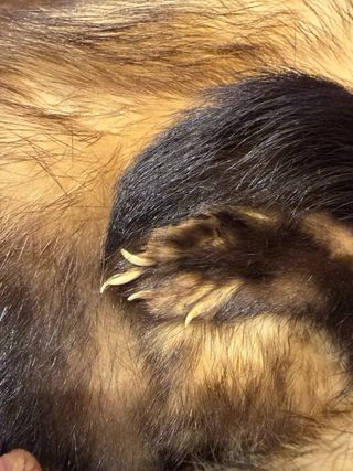 Gorro Ruso Auténtico Pelo Natural