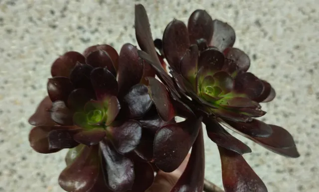 Esquejes de Aeonium Oscuro. Colores rojo y verde