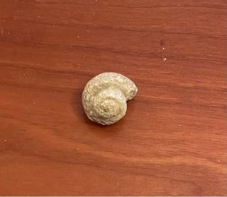 Fósil pequeño espiral