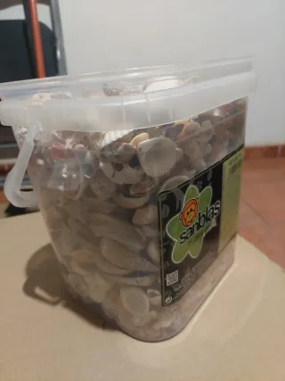 Caracolas y conchas marinas