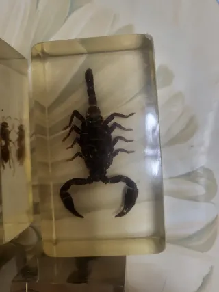 Lotto Insetti da Collezione incapsulati in Resina