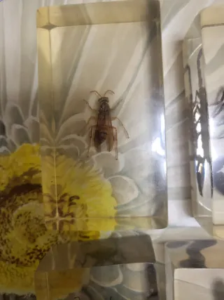 Lotto Insetti da Collezione incapsulati in Resina