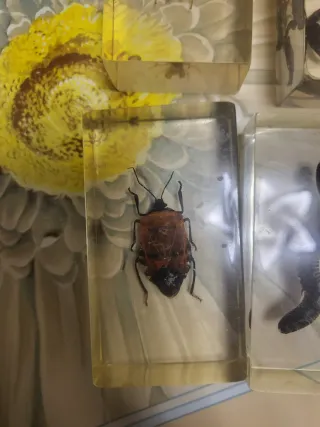 Lotto Insetti da Collezione incapsulati in Resina