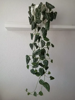Planta colgante interior Scindapsus pictus