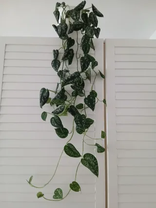 Planta colgante interior Scindapsus pictus