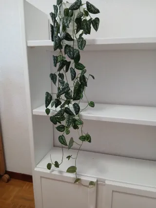 Planta colgante interior Scindapsus pictus