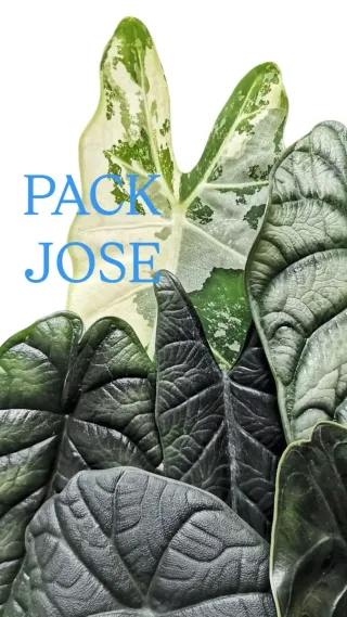 Pack Jose