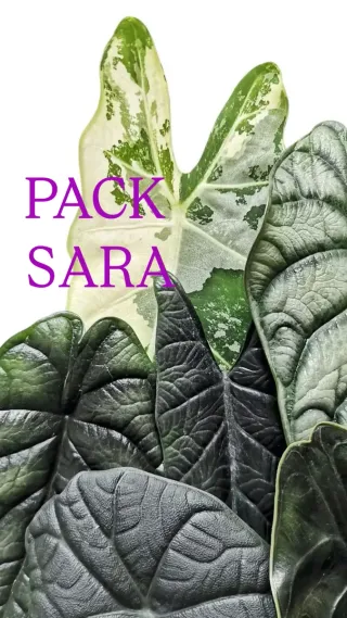 Pack Sara