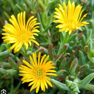 Talee Lampranthus misti - 10 pezzi