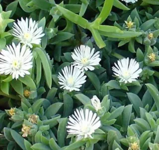 Talee Lampranthus misti - 10 pezzi