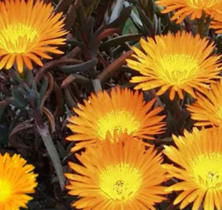 Talee Lampranthus misti - 10 pezzi