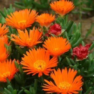 Talee Lampranthus misti - 10 pezzi