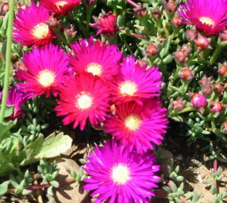 Talee Lampranthus misti - 10 pezzi