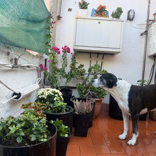 Cuido perros en casa con terraza Barcelona