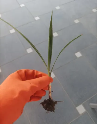 Piantine di palma Washington