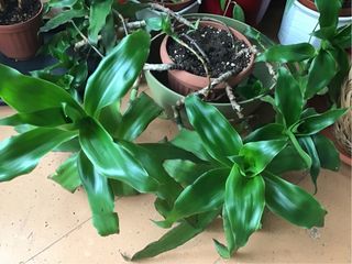 Callisia fragrans pianta