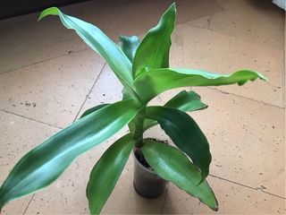 Callisia fragrans pianta