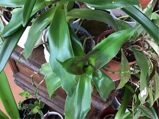 Callisia fragrans pianta