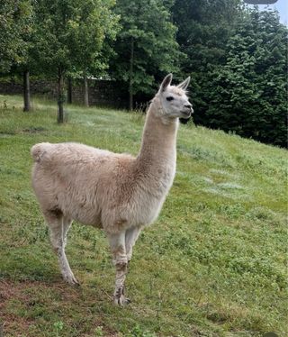 CUMPLEAÑOS: Celebra tu CUMPLE en la Granja