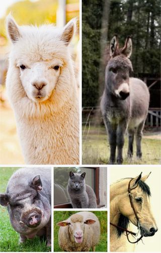 CUMPLEAÑOS: Celebra tu CUMPLE en la Granja