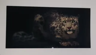 Cuadros decoración Animal