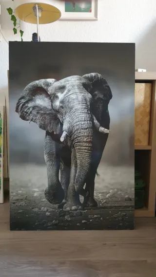 Cuadros decoración Animal