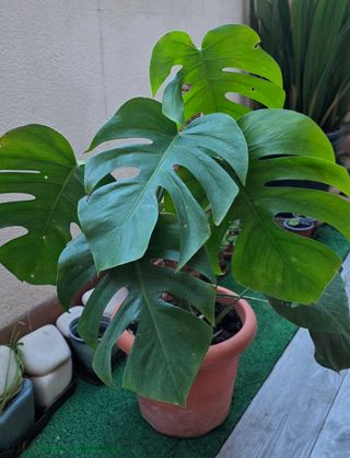 Costilla de Adán Gigante diferentes tamaños