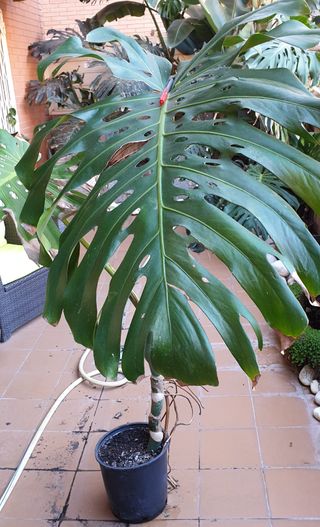 Costilla de Adán Gigante diferentes tamaños