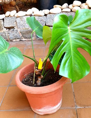 Costilla de Adán Gigante diferentes tamaños