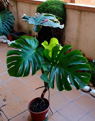 Costilla de Adán Gigante diferentes tamaños