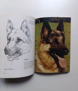 El pastor alemán. Perros de raza.