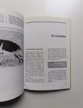 Perros de raza. Pastor alemán y Chow Chow.