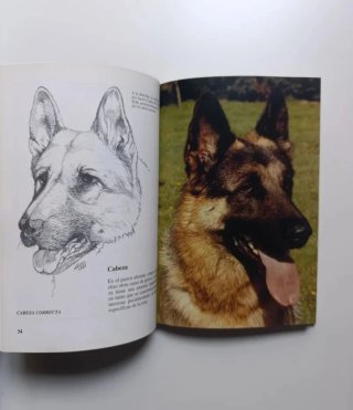 Perros de raza. Pastor alemán y Chow Chow.