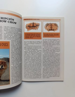 Perros de raza. Pastor alemán y Chow Chow.