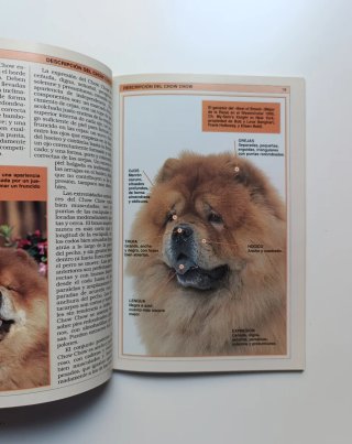 Perros de raza. Pastor alemán y Chow Chow.