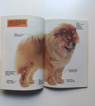 Perros de raza. Pastor alemán y Chow Chow.