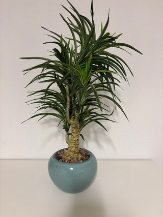 Planta artificial decorativa