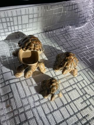 Lote 3 Cajitas Decorativas Tortugas