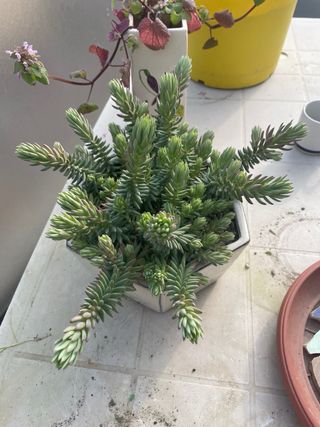 Pianta succulenta Sedum