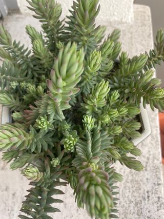 Pianta succulenta Sedum