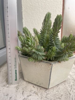 Pianta succulenta Sedum