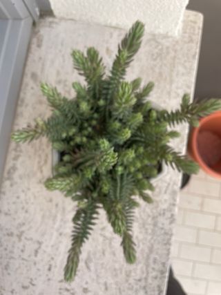 Pianta succulenta Sedum