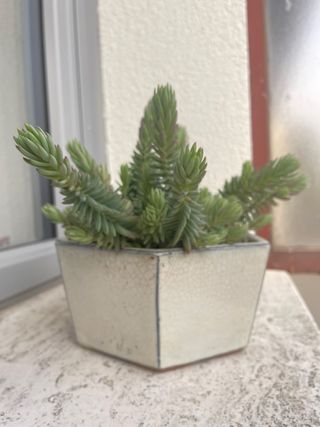 Pianta succulenta Sedum